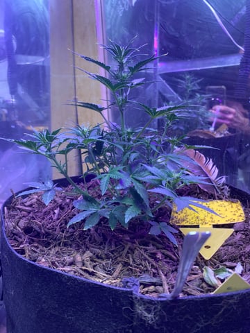 Frankengrape  — grow_setup, day 2
