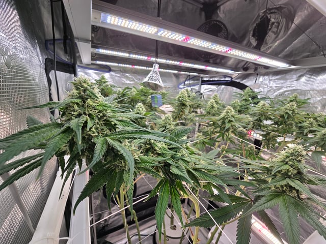 Grow 3 — flower, day 39