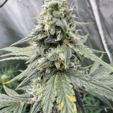 Bruce Banner (Auto) — flower, day 62