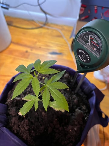 My Devine Conscious  — vegetative, day 23