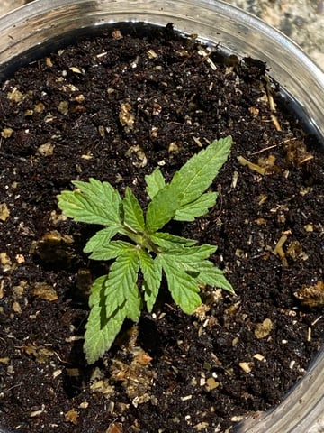 My First Grow — vegetative, day 33