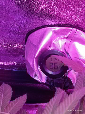 Georgia Pie Female Photo — vegetative, day 33