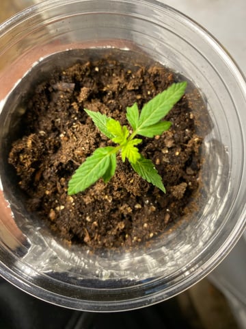 My First Grow — seedling_rooting, day 26