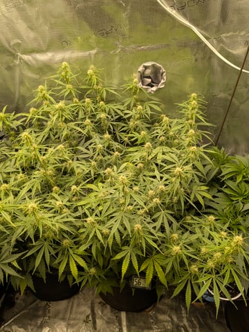 first grow — flower, day 42