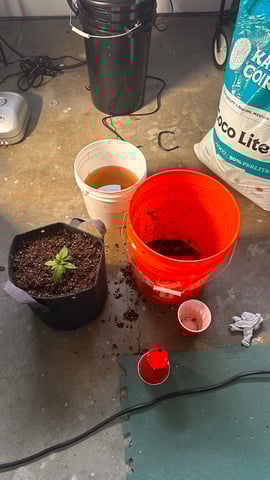 Spring/Summer 2026 Indoor Grow