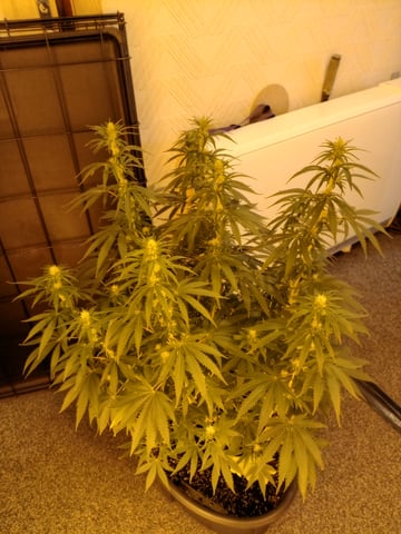 mr — flower, day 82