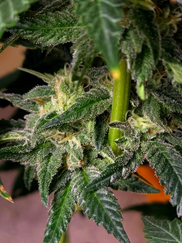 Homegrown - 🍒 🥧 & GSC Auto, 🚀 Seeds 🍌 Buttercups  — flower, day 67