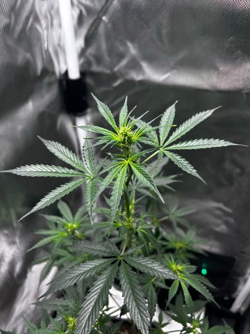 goatlato MT — auto, day 59