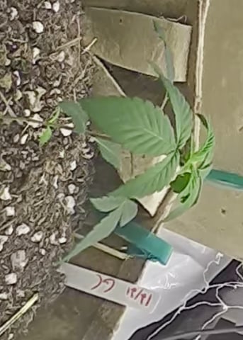 new tent — germination, day 27