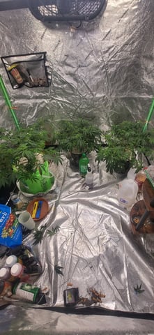 1st grow indoors(cardboard box to 2x2x4 to 5x5x6) — vegetative, day 63