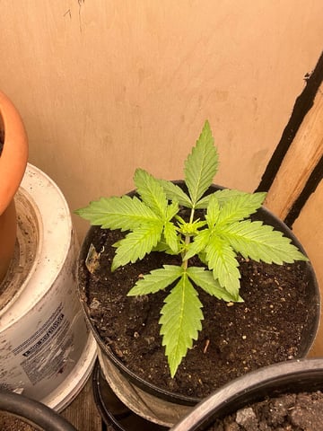 easy bud auto & nothern lights auto — vegetative, day 19