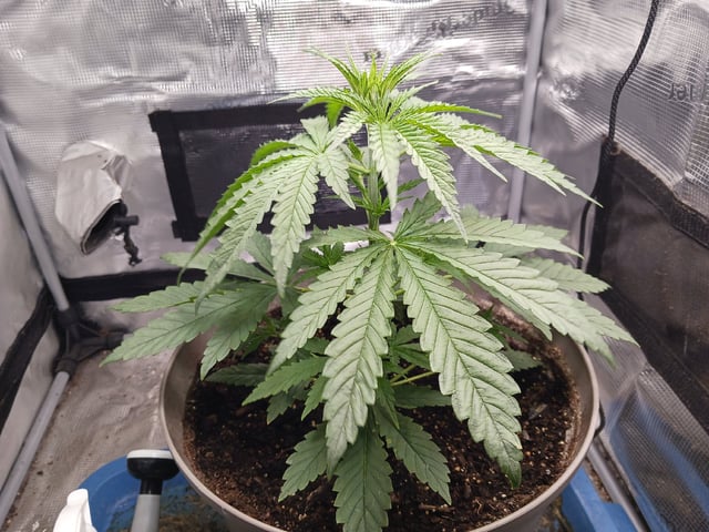 2nd Grow 2026  — vegetative, day 27