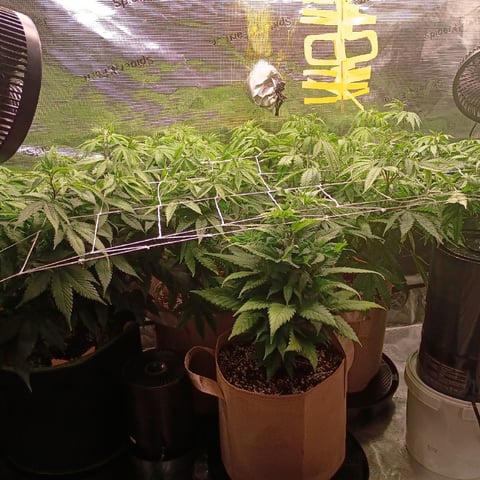 TentPlantLightFan — flower, day 74