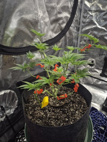 Grow 1 2026 Dream Widow — vegetative, day 57