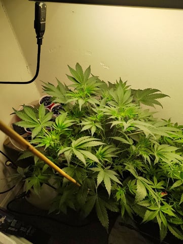 Beans For Days run — vegetative, day 41