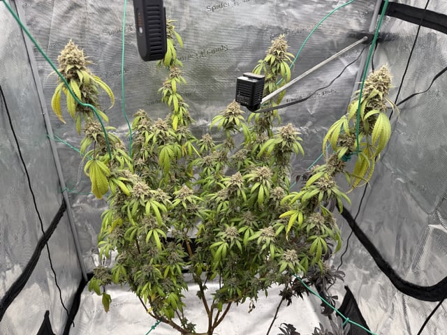  Apple fritter  Clones round two — flower, day 241