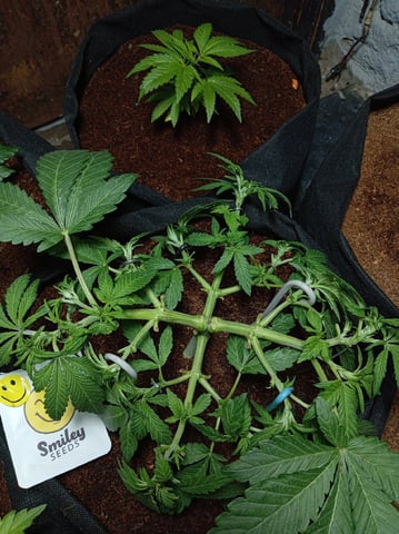 Strawberry Banana Auto  — vegetative, day 94