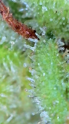 First ever grow — flower, day 89