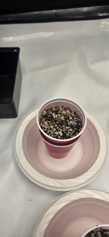 Lime Rian. — seedling_rooting, day 3