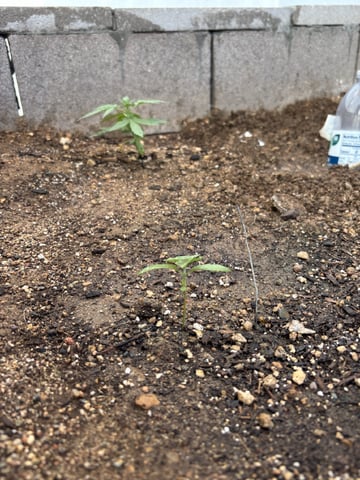 Fast Buds Auto  — vegetative, day 18