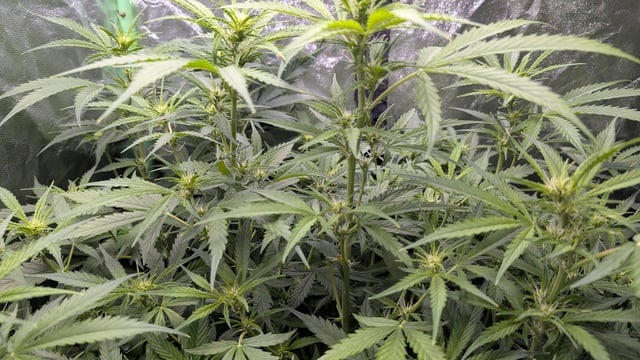 Strawberry Cheesecake Seedsman Seeds Autoflowers x2 — flower, day 54