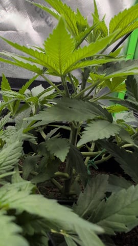 Critical Kush — vegetative, day 31