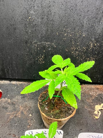 Mike Tyson Colab — vegetative, day 26