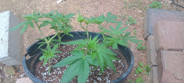 My First Grow — grow_setup, day 41