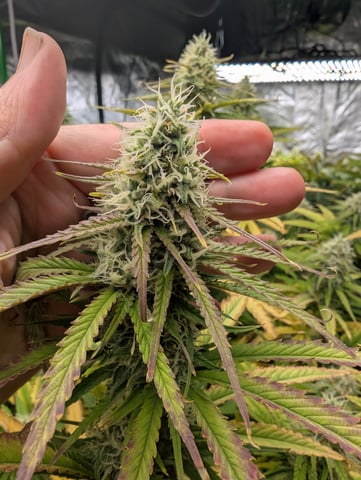 Acapulco Gold  — flower, day 92