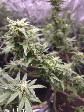 1St Grow after 35 Year Break — flower, day 1