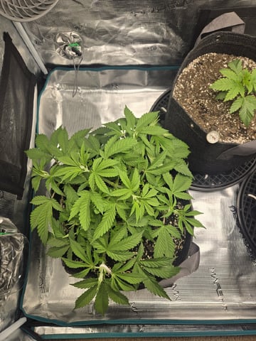 4 strains in 1 tent — vegetative, day 15