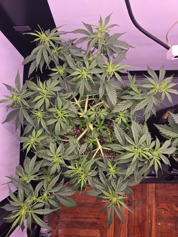 1st Auto Grow (LSD + BrB) - 1st indoor Grow — flower, day 33