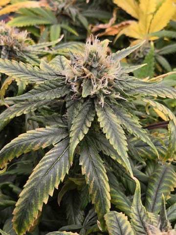 Platnium Jelly — flower, day 106