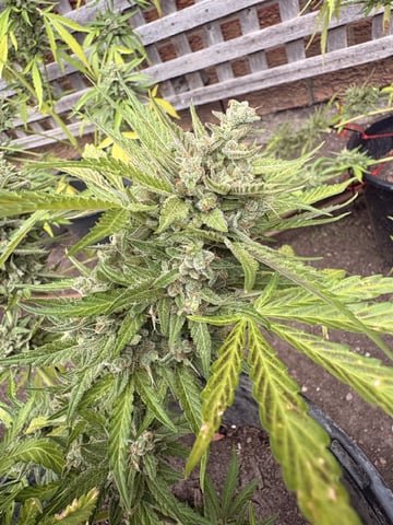 Muliflex — flower, day 96