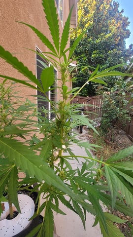 Poison Rainbows — vegetative, day 110