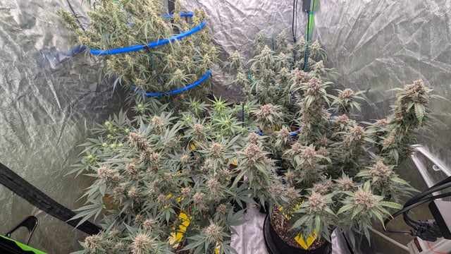 Mixed Grow — flower, day 79