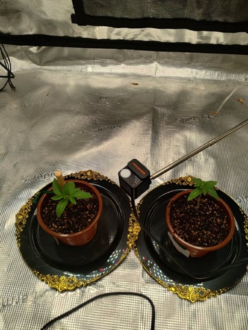 Photo Time📸🕞 — seedling_rooting, day 11