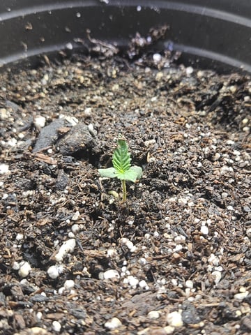 OG Kush — seedling_rooting, day 8
