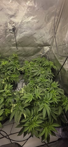 Maple Nectar  — vegetative, day 38
