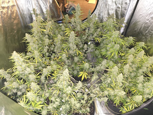 3rd Auto Grow — flower, day 98