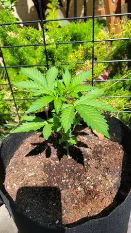 Next attempt  — vegetative, day 9