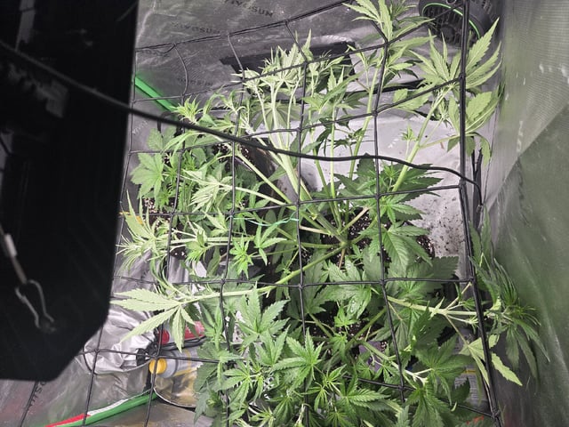 Automatic — vegetative, day 28