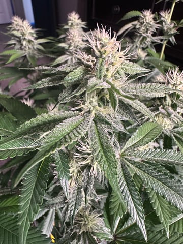 3rd grow  — flower, day 103