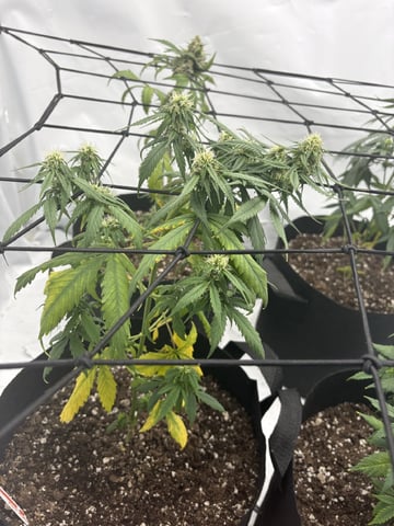 My First Grow — flower, day 57