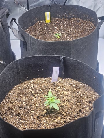Fat Banana Auto  — vegetative, day 1