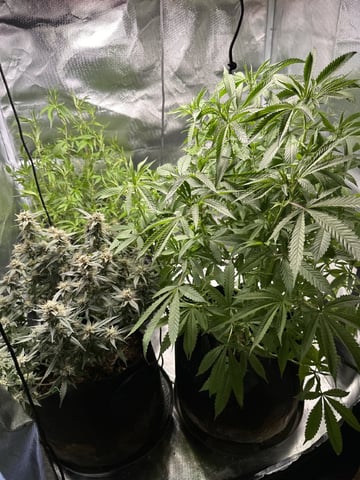 Grow Number 2