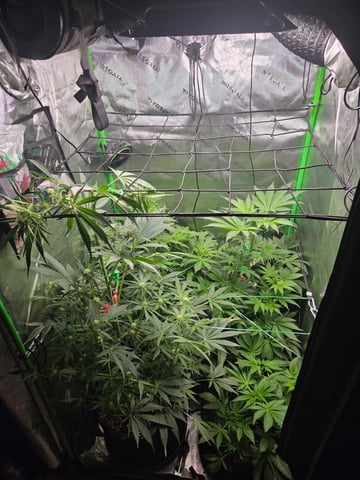 Special Kush#1 and Purple Queen Auto  — vegetative, day 50