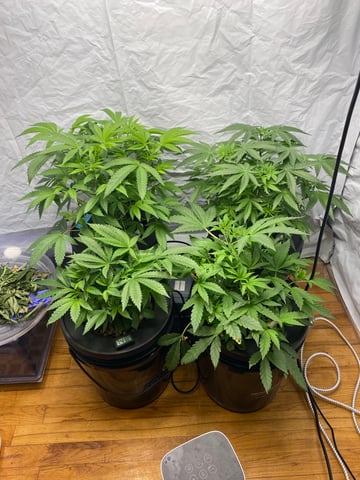 cookie breath 1&2 — vegetative, day 33