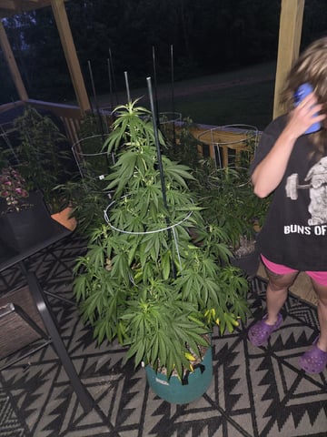 Outdoors L.S.D and Cinderalla 99  — vegetative, day 30