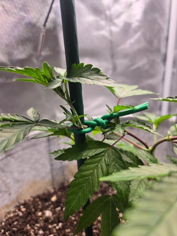 Looking for advice! — vegetative, day 19